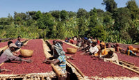 Guji Bishala, Ethiopia