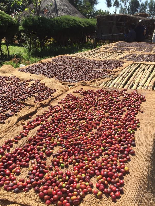 Guji Bishala, Ethiopia