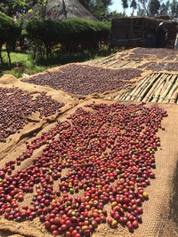 Guji Bishala, Ethiopia