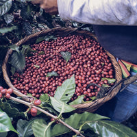 Finca Colomba, El Salvador