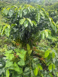 Brisa Eterna, Colombia