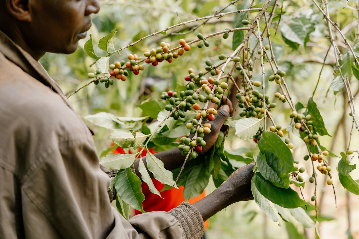 Long Miles, Burundi